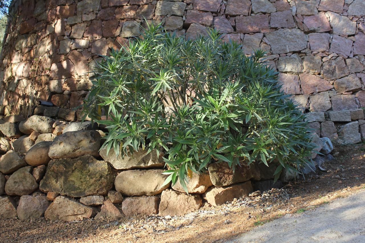 A Merendella Apartment Serriera (Corsica)